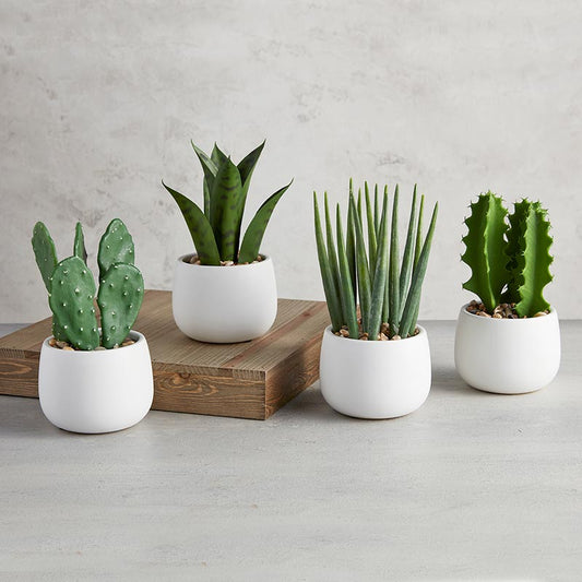 White Pot Cactus Set