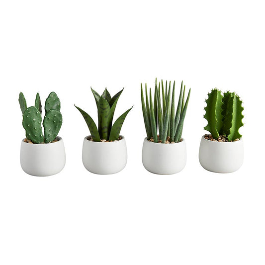 White Pot Cactus Set
