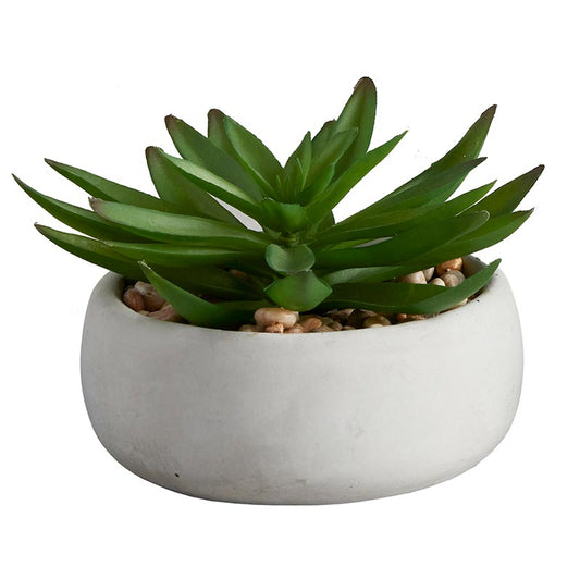 Succulent in Gray Pot - Crassula